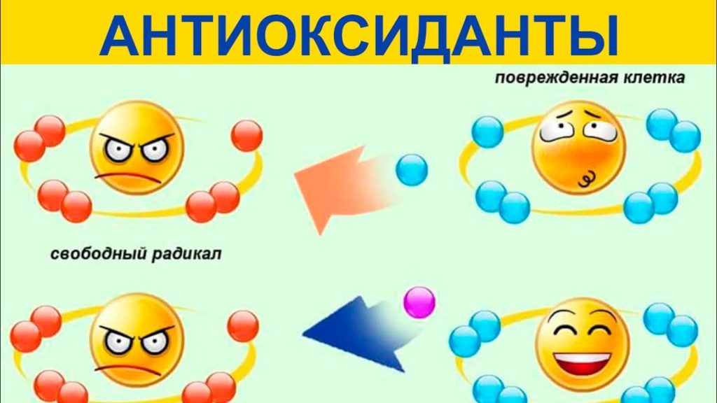 роль селена в организме
