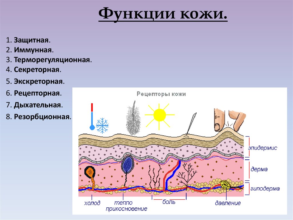 основной уход за кожей