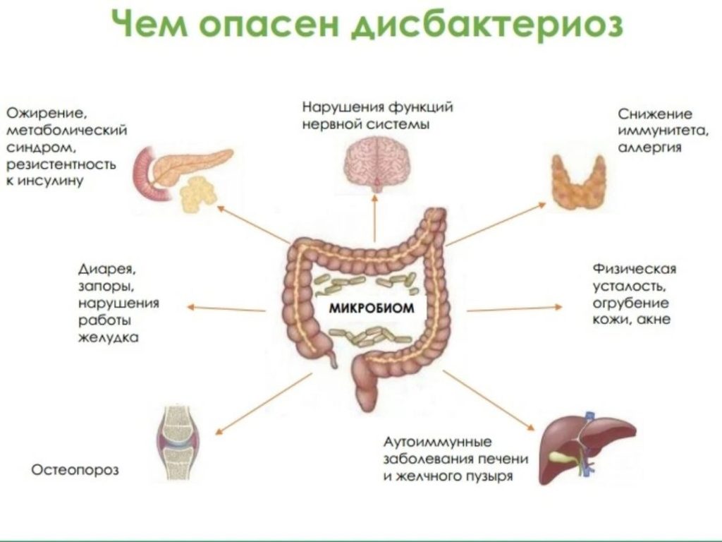 микрофлора кишечника
